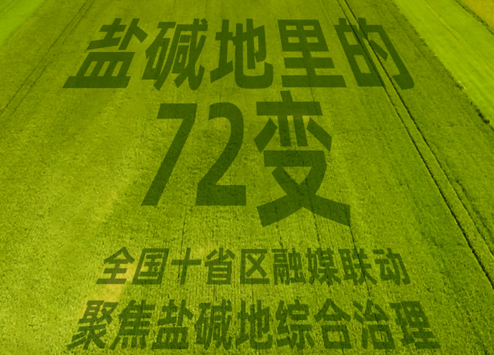 全國兩會融媒聯(lián)動丨鹽堿地里的“72變”